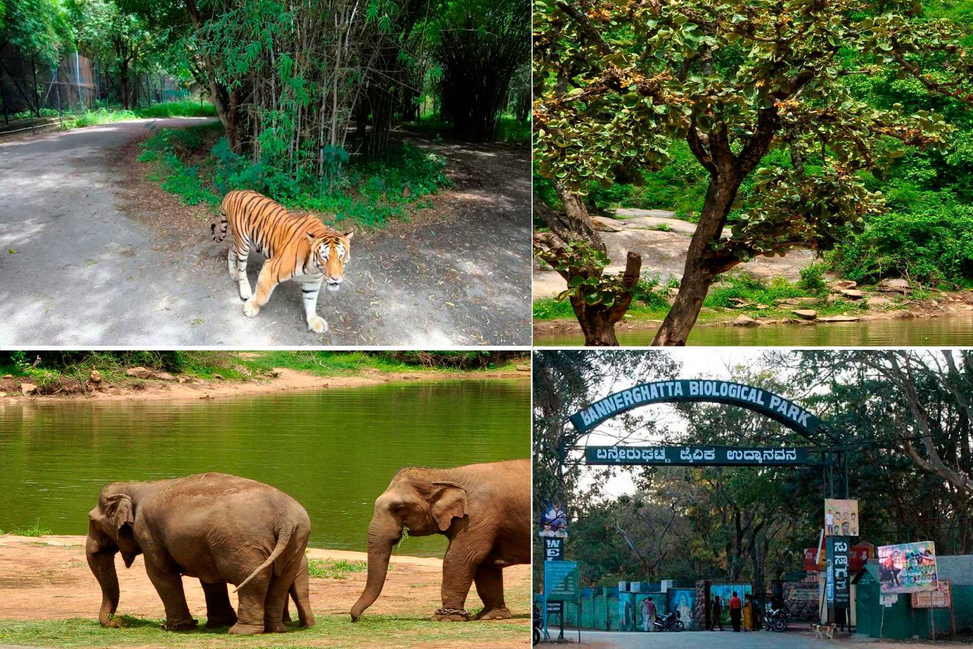 Things to Do in Bangalore
