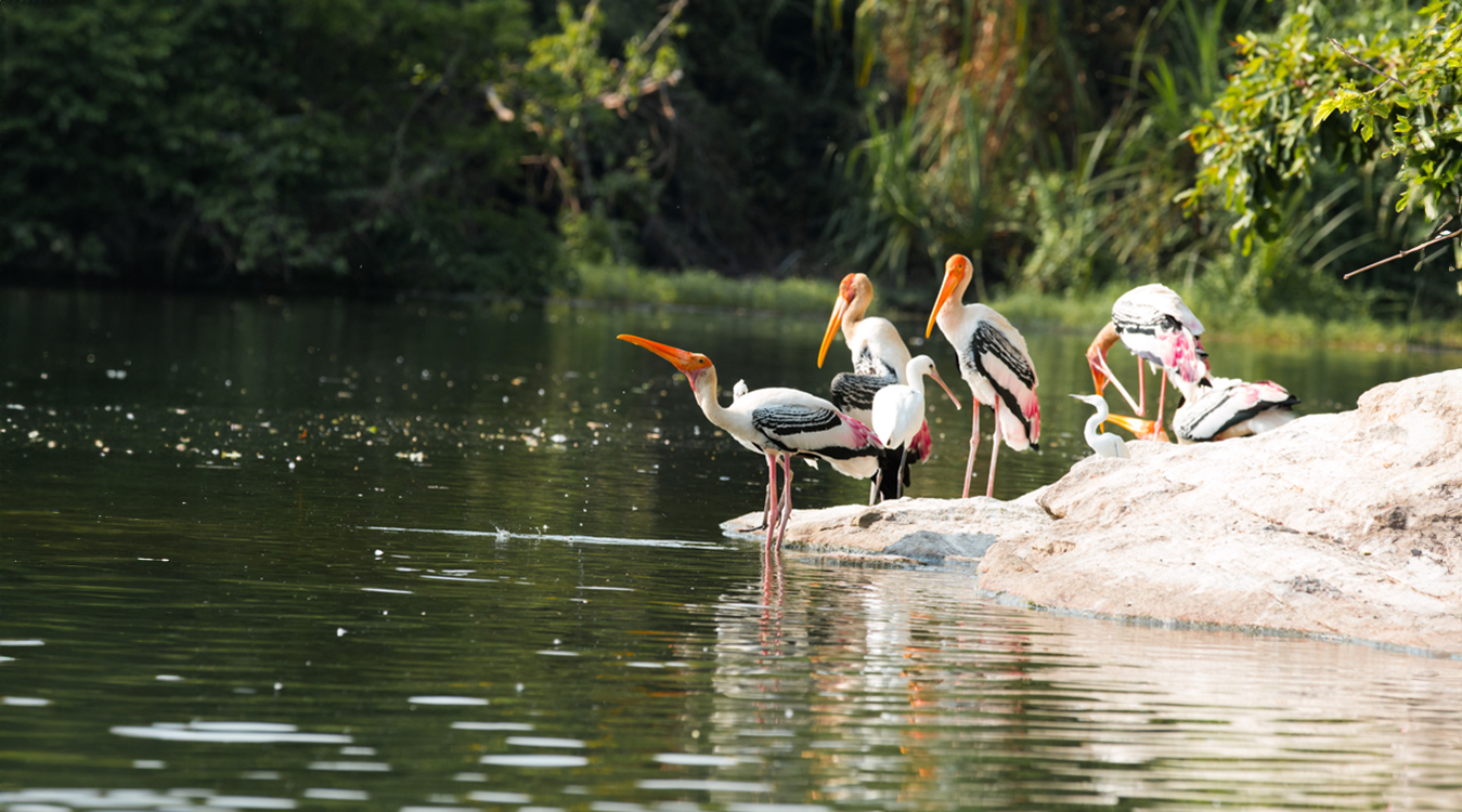 Beyond the Horizon: 15 Captivating Tourist Places on Bangalore to Mysore Route